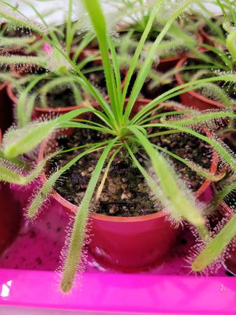 Sundew, Plants 1