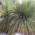 -- Mexican Grass trees -- Dasylirion longissimum 3 thumbnail