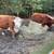 Miniature Hereford cows 5 thumbnail