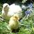 Jumbo white chicks available 3 thumbnail