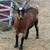 Goats Nigerian Dwarf LovesPeople Horses Dogs Weed Eaters 4 thumbnail