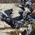 Exchequer Leghorn Pullets Chicks Chicken Hen 3 thumbnail