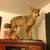 Coyote taxidermy 2 thumbnail