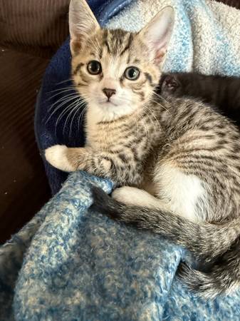 Kittens 1