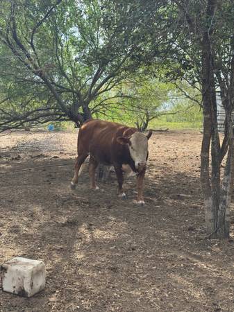 Toros de venta 1