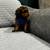 🐩 Mini Poodle Puppies – Rehoming Fee (Richmond, CA) 7 thumbnail