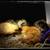Laying Hen Chickens - Pullets 3 thumbnail