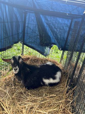2 Polled Nigerian Dwarf Bucks 1