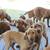Chesapeake Bay Retrievers 4 thumbnail