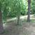 Walnut trees 2 thumbnail