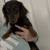 3 year old mini dachshund 2 thumbnail