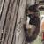 Kittens 2 thumbnail