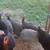 Guineas 4 thumbnail