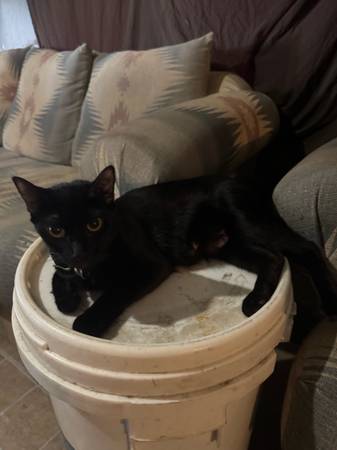 Los gatitos necesitan hogares (Bushnell)63861890187137123