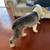 Purebred Sheep dog for STUD 3 thumbnail
