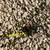 Gravel,Topsoil,Pea Gravel,Road Base,Red Fill,Sand,and Washed Rock etc 14 thumbnail