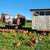 Laying hens 3 thumbnail