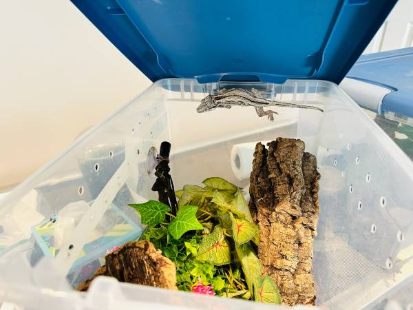 Hermoso gecko gárgola blanco para reubicación (Vienna)