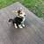 German shepard mix 3 thumbnail