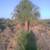 Discounted palm trees for sale 3 thumbnail