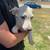 Catahoula/shepherd mix puppies 13 thumbnail