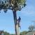 TreeRemoval/Trimming/StumpGrinding 2 thumbnail