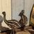 Emu chicks 2 thumbnail