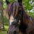 Pony gelding horse 2 thumbnail