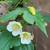 Abutilon, flowering maple 2 thumbnail