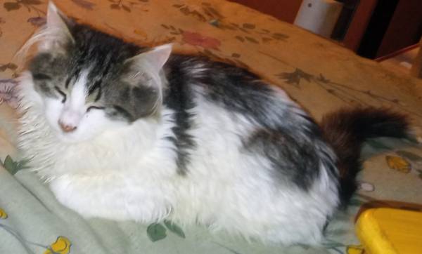 Maine Coon kitten is looking for a home 1