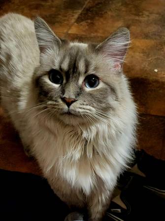 Gato gris/blanco esponjoso perdido (Peoria)434064266636175360