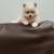 100% Pomeranian 2 thumbnail