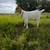Boer goats for sale or trade 1 thumbnail