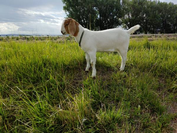 Boer goats for sale or trade 1