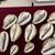 Seashells, Shells, XXL Tiger Cowries 5 thumbnail