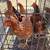 Chicken hens available 1 thumbnail