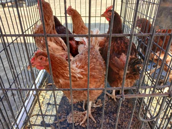 Chicken hens available 1