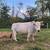 Mini Zebu Mini Jersey Steer 6 thumbnail