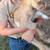 Nigerian dwarf/fainting goat mix 5 thumbnail
