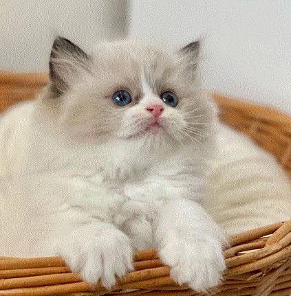 Beautiful cat! (571-2six6-5036)63993568499074120