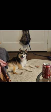 Puppy (Pomsky) (Tacoma)63684471320321120