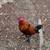 Chickens 2 thumbnail