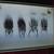 4 Goliath beetles in Display Case. 4 thumbnail