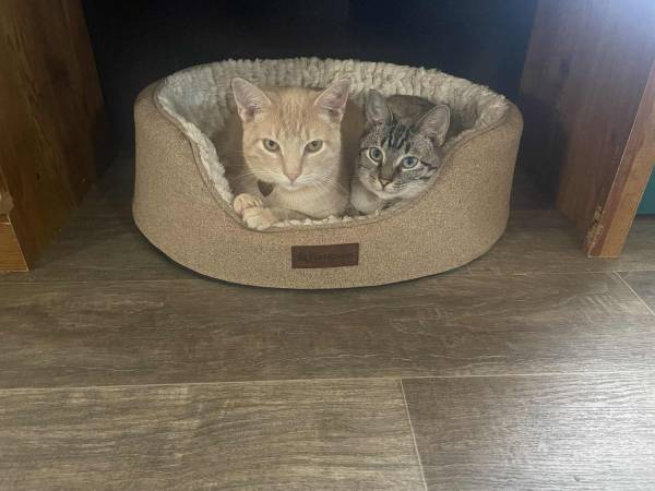 Free to a good home (Otway)63946334416770122