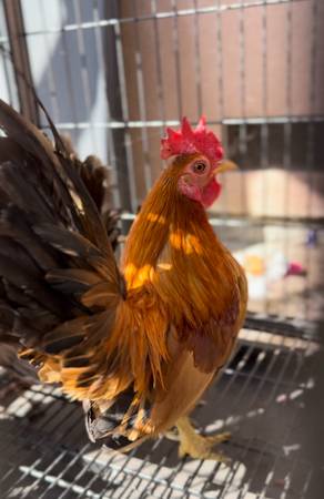 Mini gallo mini rooster chicken (Oakland)