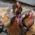 Bantam cochin flock and one black onyx hen 2 thumbnail