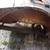 1960 Triumph TR3A Parts car only 20 thumbnail