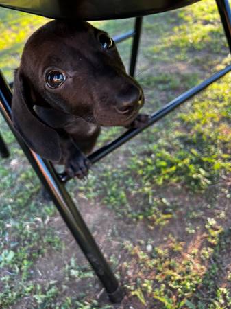 Dachshund puppy 1