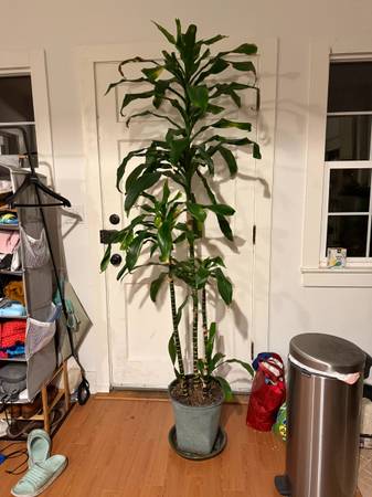 Dracaena 1