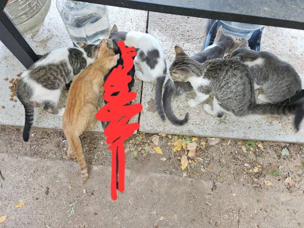 Chihuahua and Maltese mix pups and also some kittens (Bowie tx)63852007017345122